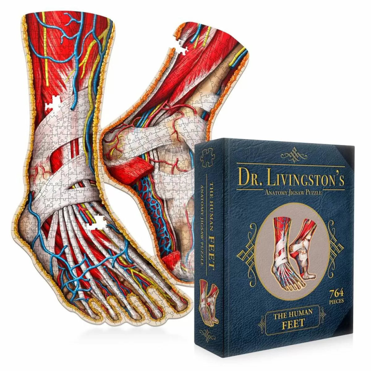 The Human Feet 764pc - Dr Livingston Anatomy Jigsaw Puzzle